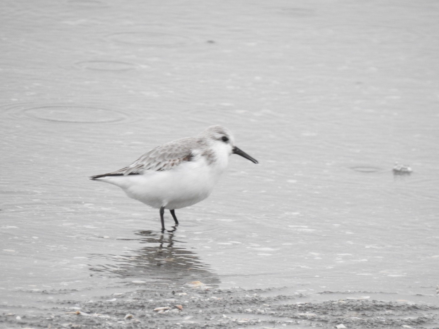 ふなばし三番瀬海浜公園 ミユビシギの写真 by da