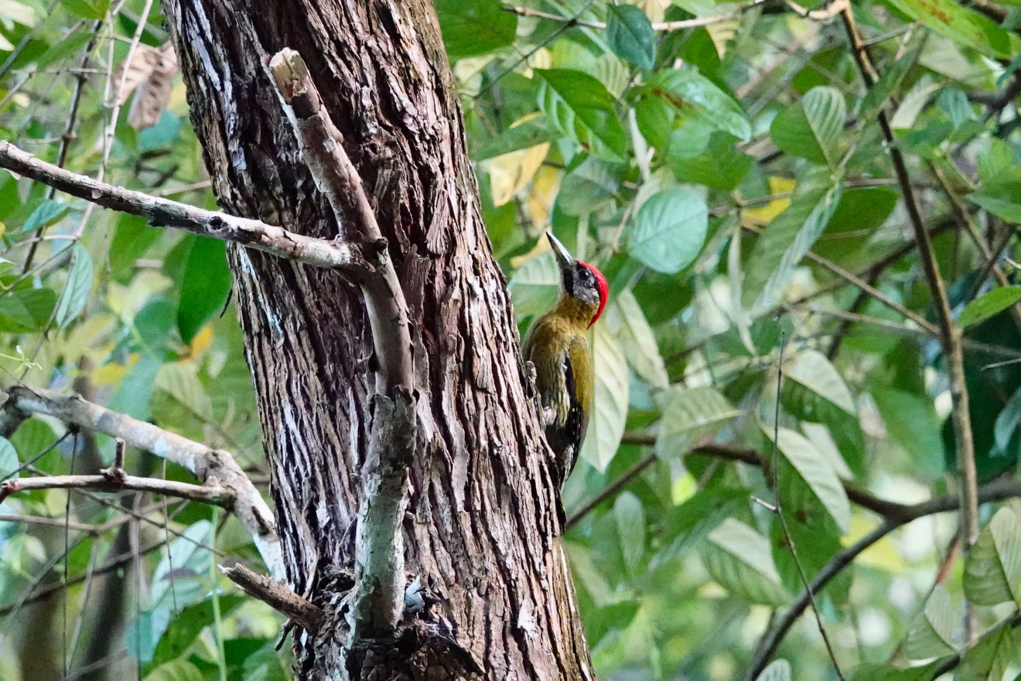 Laced Woodpecker