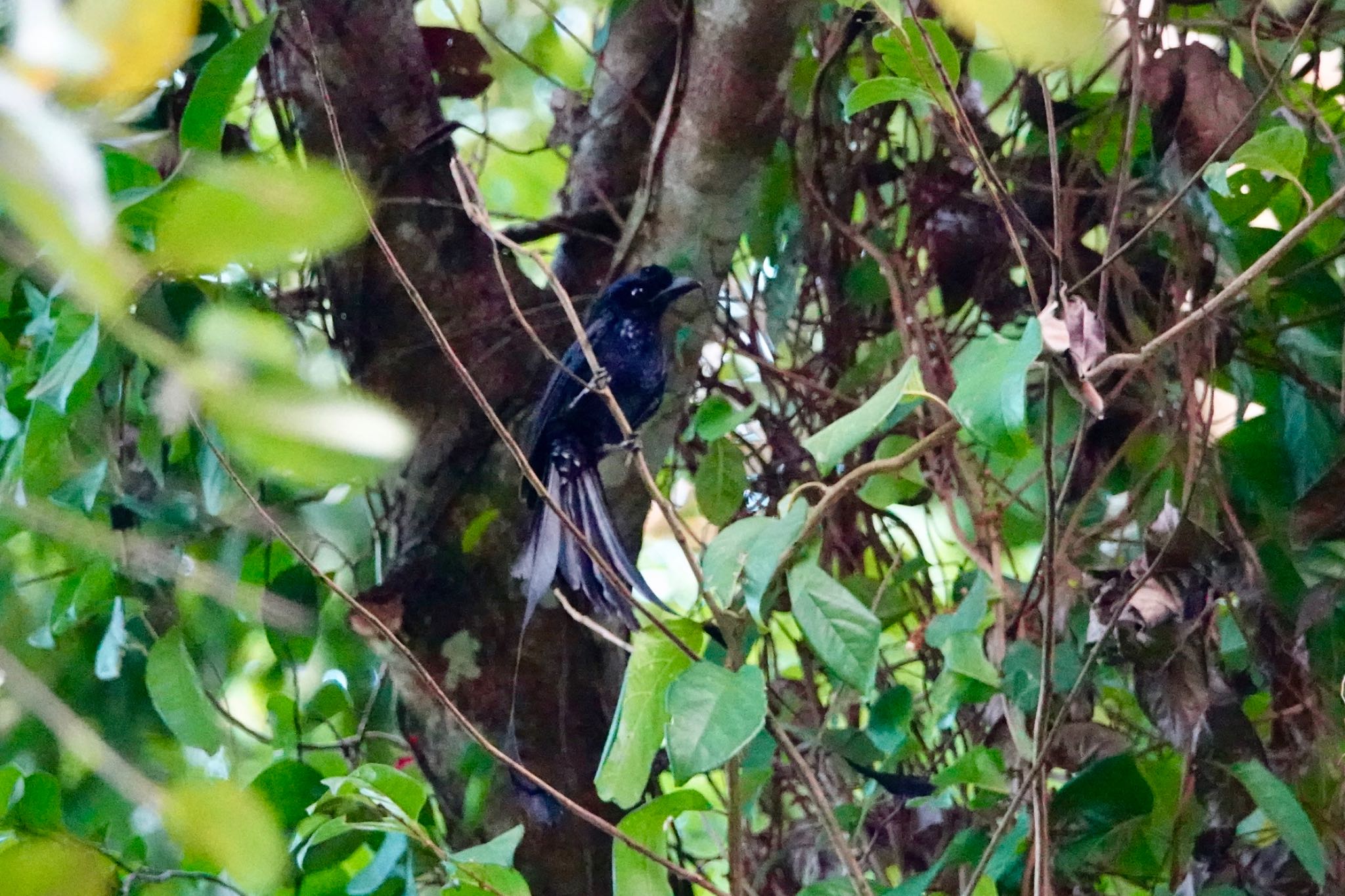 Greater Racket-tailed Drongo