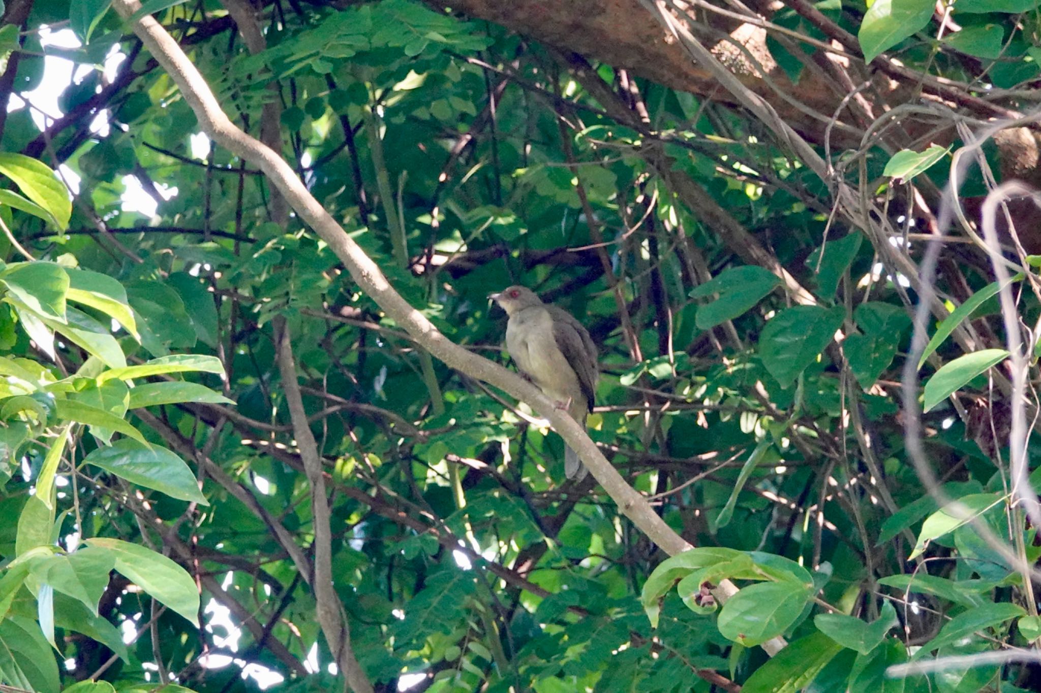 Asian Red-eyed Bulbul