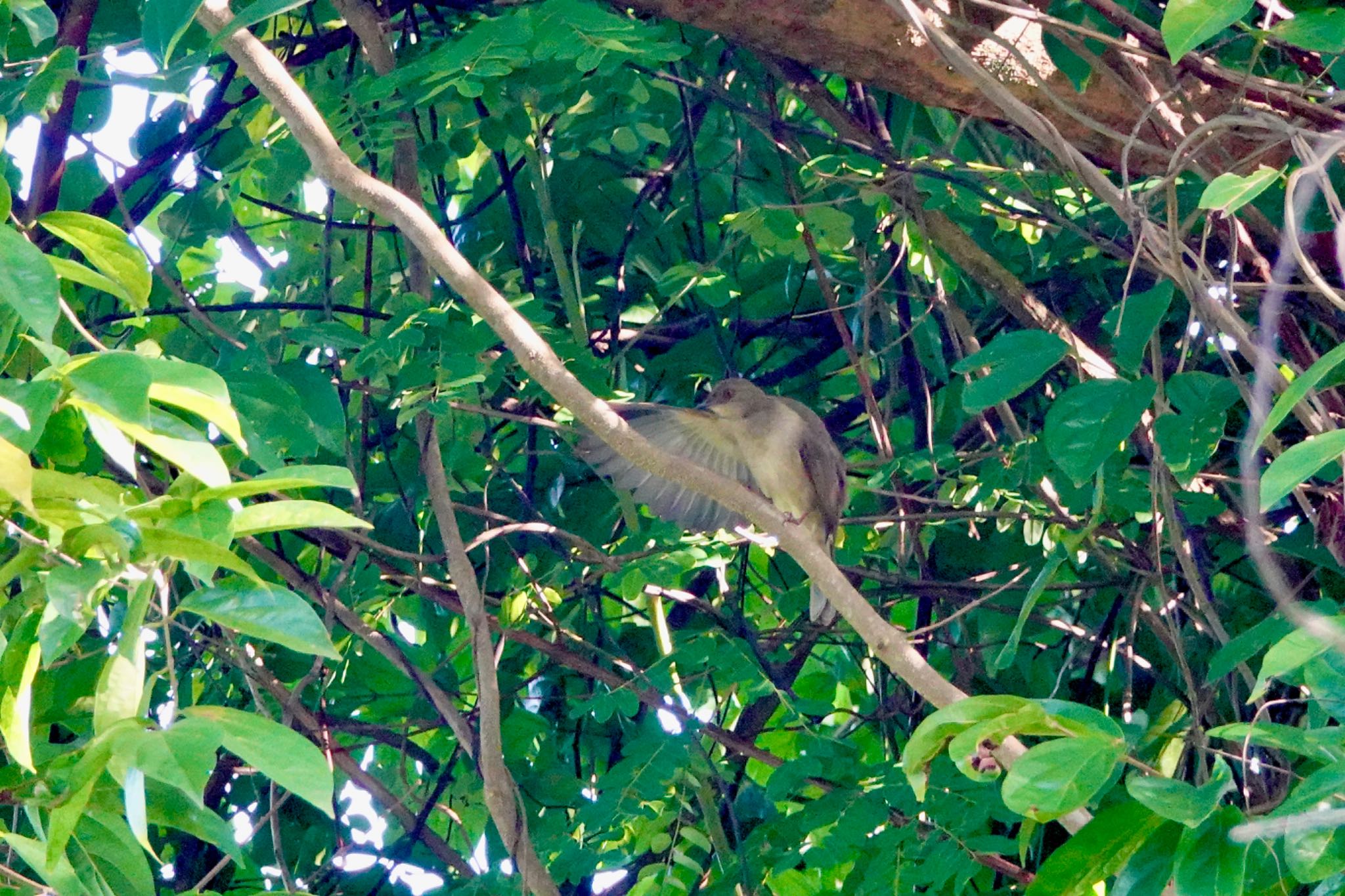 Asian Red-eyed Bulbul