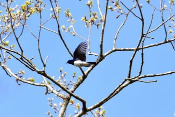 オオルリ 丸火自然公園 2019年4月21日(日)