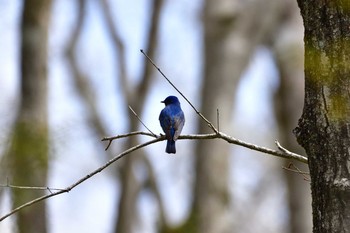 オオルリ 丸火自然公園 2019年4月21日(日)