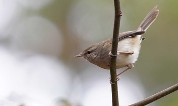 Japanese Bush Warbler 東京都多摩地域 Sat, 12/7/2019