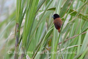 Tricolored Munia