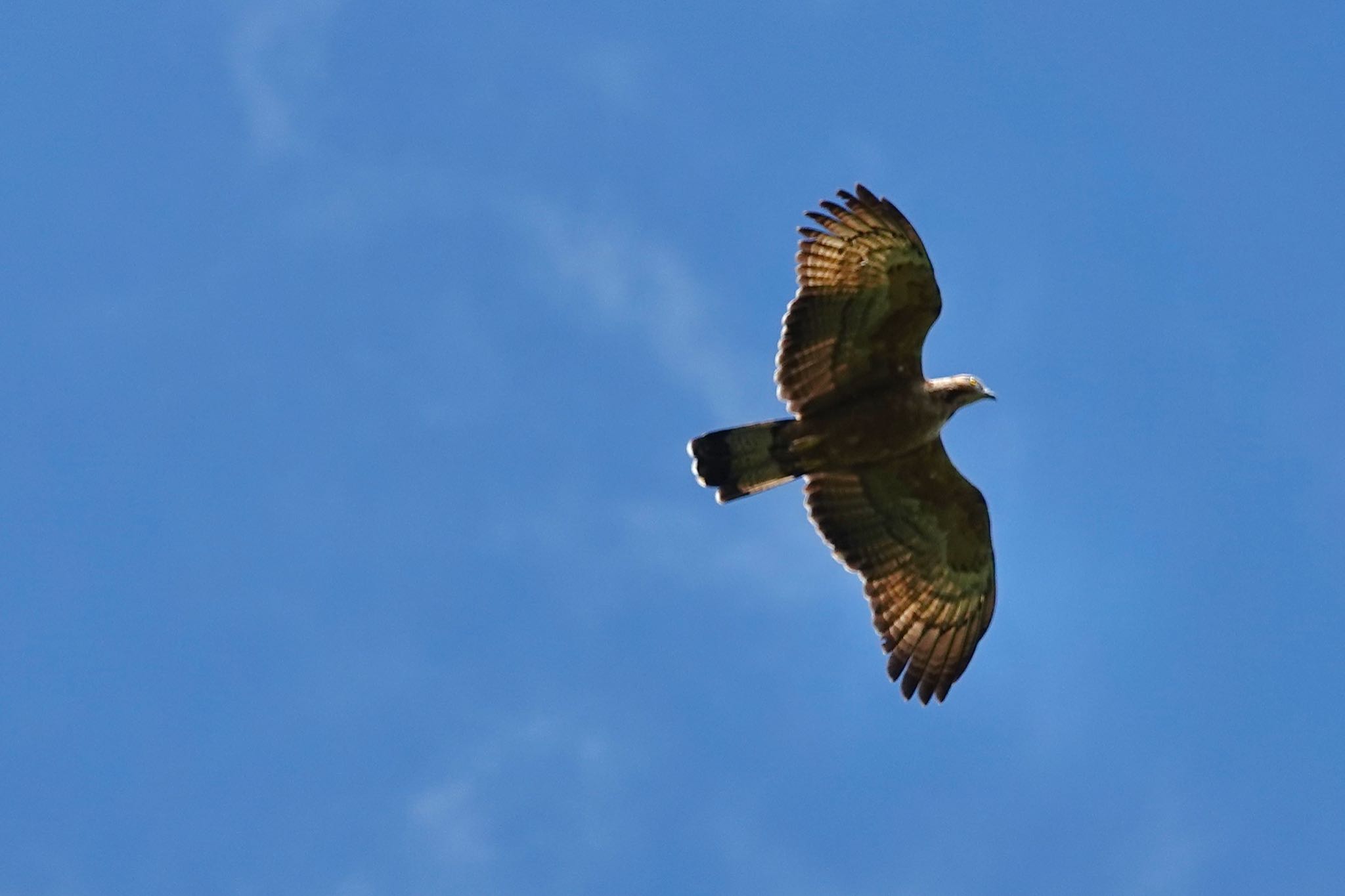 Photo of Crested Honey Buzzard at Langkawi Island(General Area) by のどか