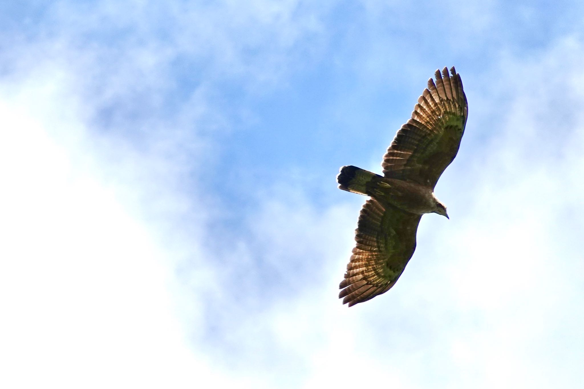 Photo of Crested Honey Buzzard at Langkawi Island(General Area) by のどか