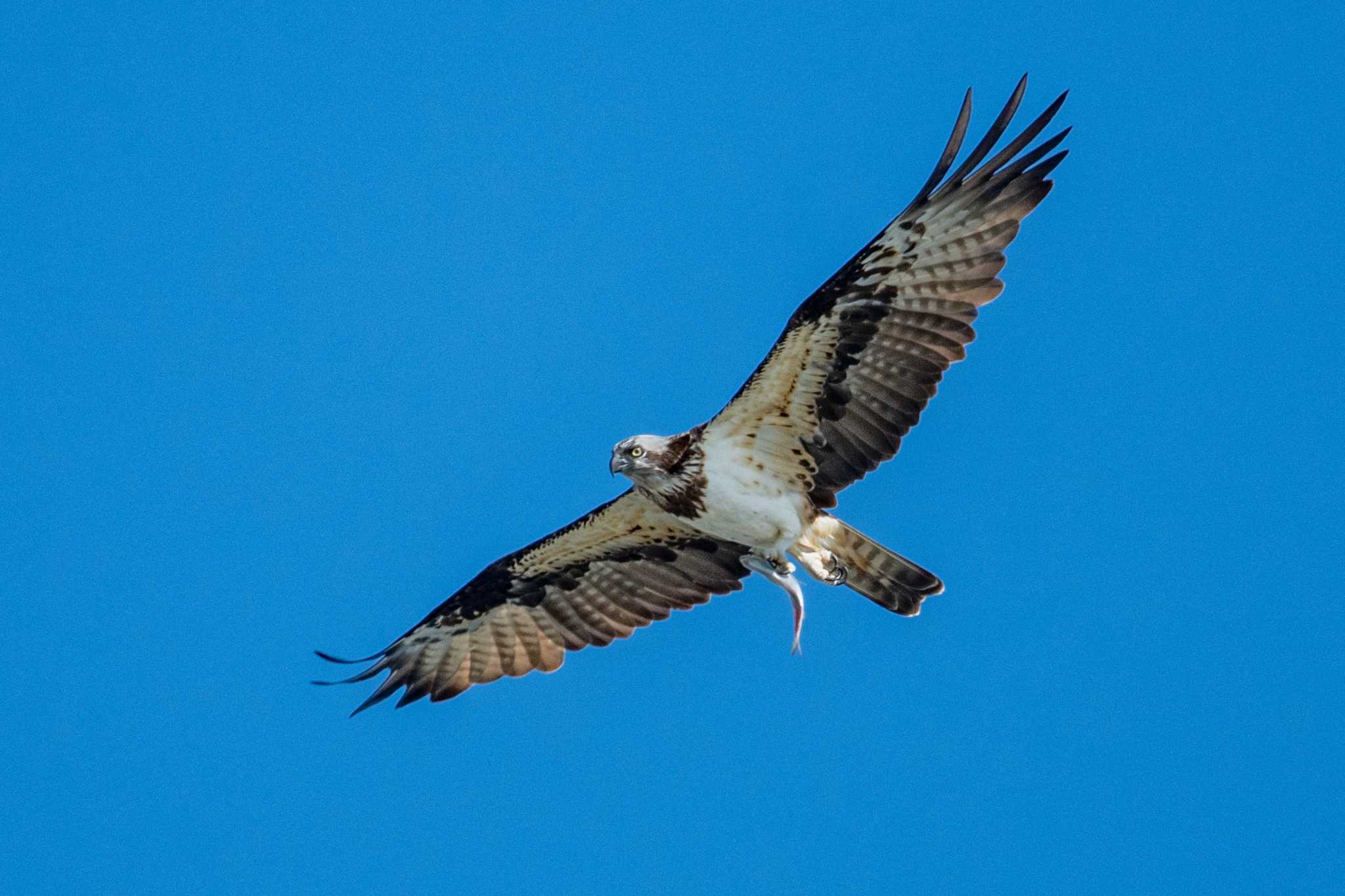 Photo of Osprey at 加古川河口 by ときのたまお