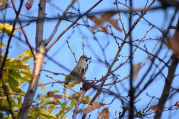 シメ 多摩川二ヶ領宿河原堰 2019年12月8日(日)