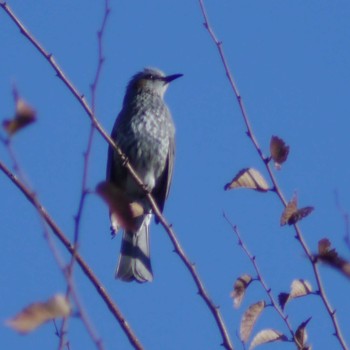 ヒヨドリ 光が丘公園 2019年12月8日(日)