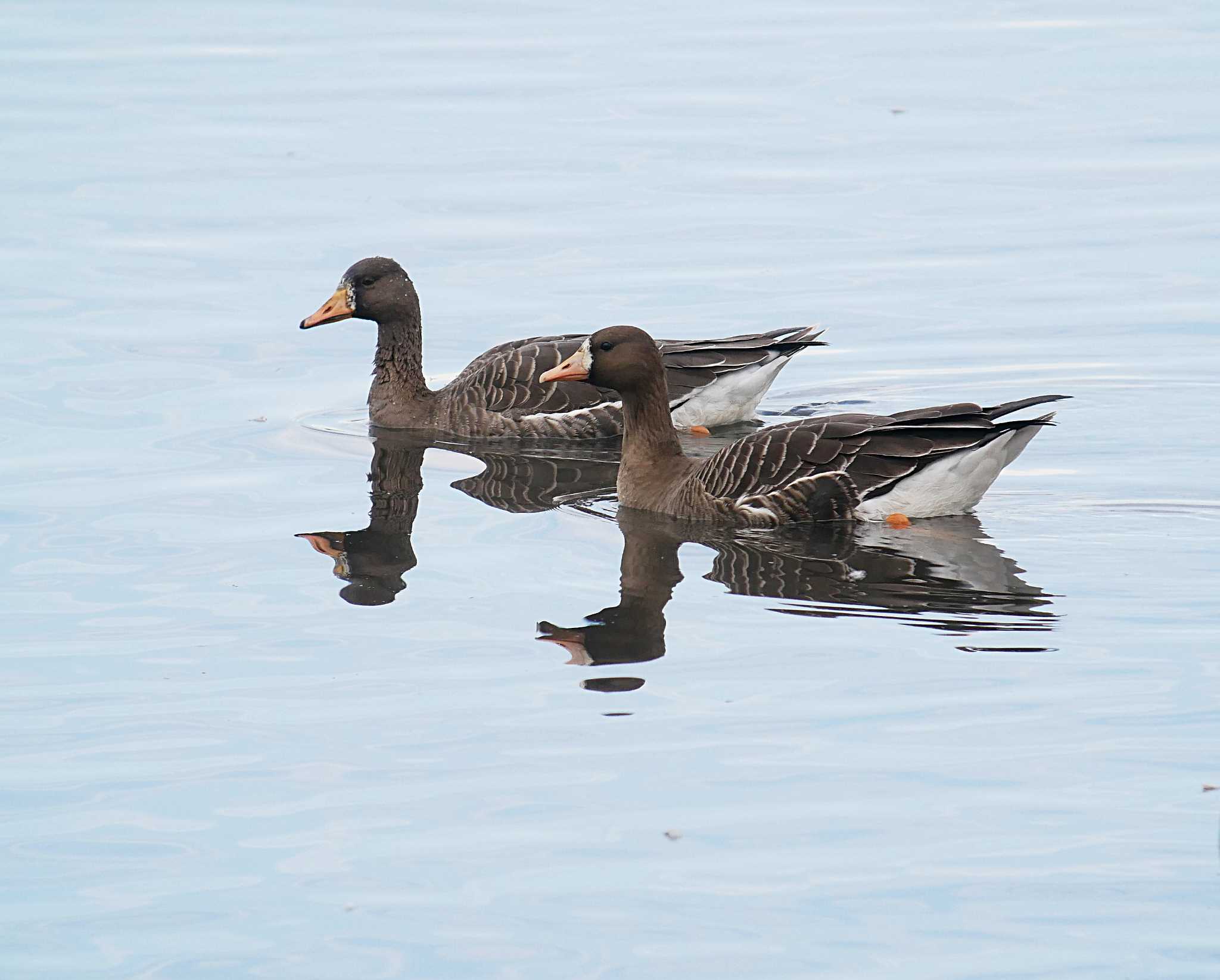 Photo of Greater White-fronted Goose at Teganuma by のりさん