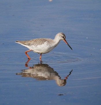 Spotted Redshank Teganuma Fri, 12/6/2019