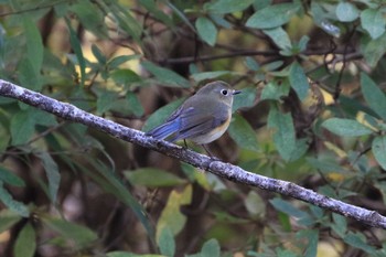 ルリビタキ 浅間山公園(府中市) 2019年12月8日(日)