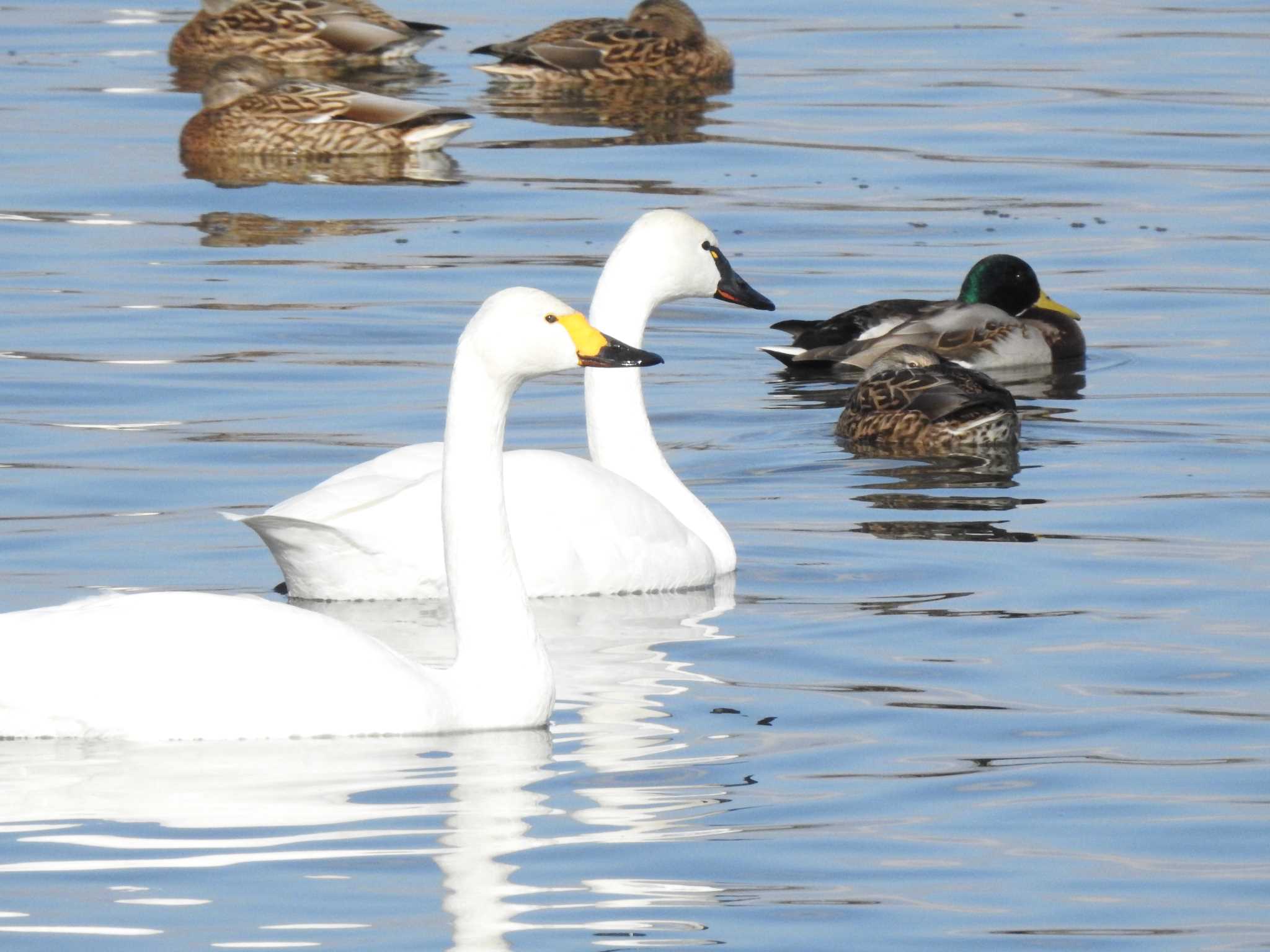 Photo of Tundra Swan(columbianus) at miyagi04 by とりみずく