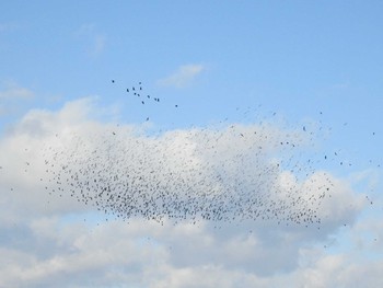 2019年12月8日(日) miyagi04の野鳥観察記録