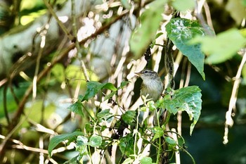 カラフトムジセッカ ランカウィ島 2019年11月23日(土)