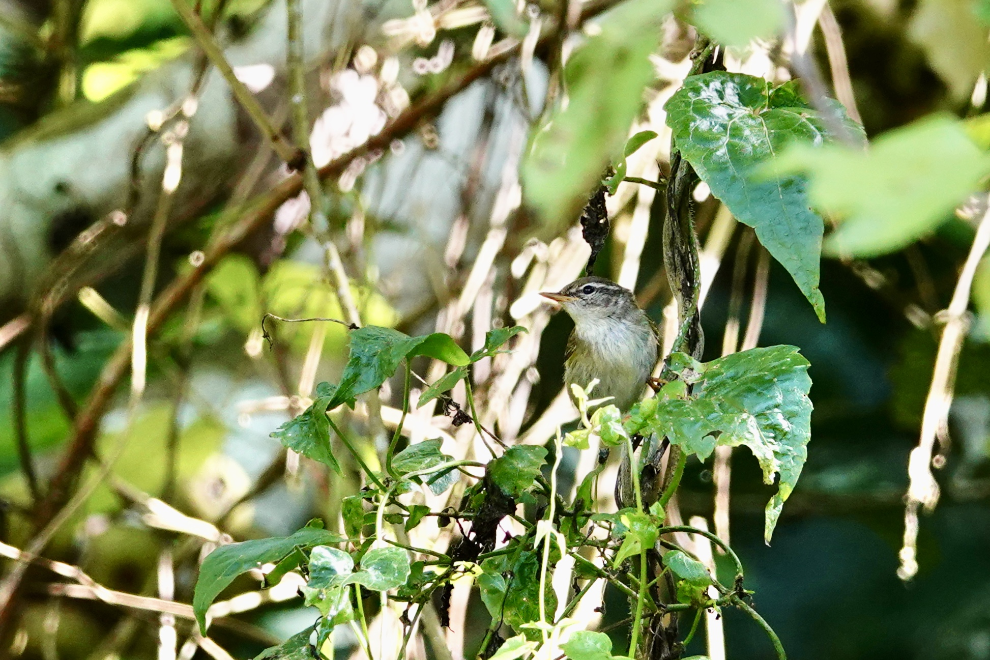 Radde's Warbler