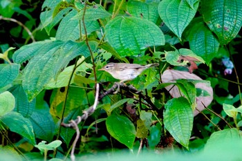 Radde's Warbler Langkawi Island(General Area) Sat, 11/23/2019