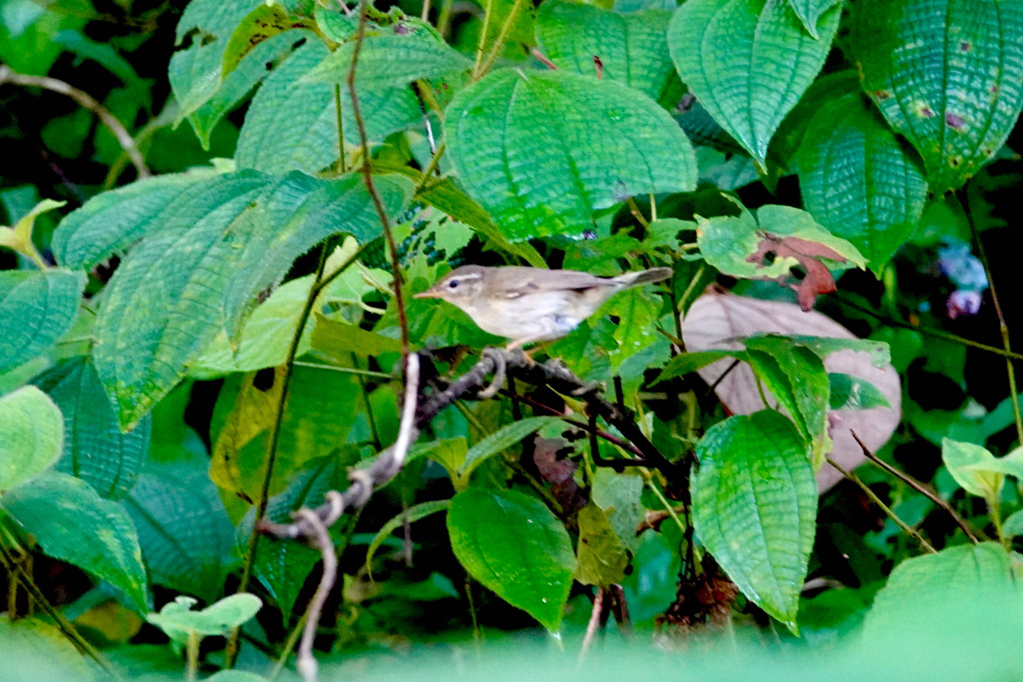 Radde's Warbler