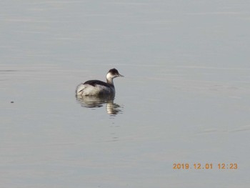 ハジロカイツブリ 久喜菖蒲公園 2019年12月1日(日)