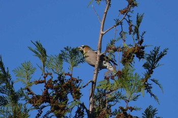 2019年12月8日(日) 多磨霊園の野鳥観察記録