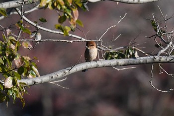 モズ 多磨霊園 2019年12月8日(日)