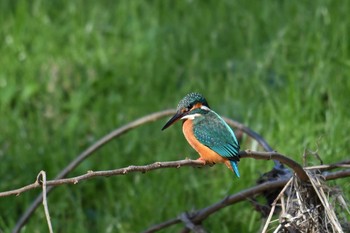 2019年12月8日(日) 野川の野鳥観察記録