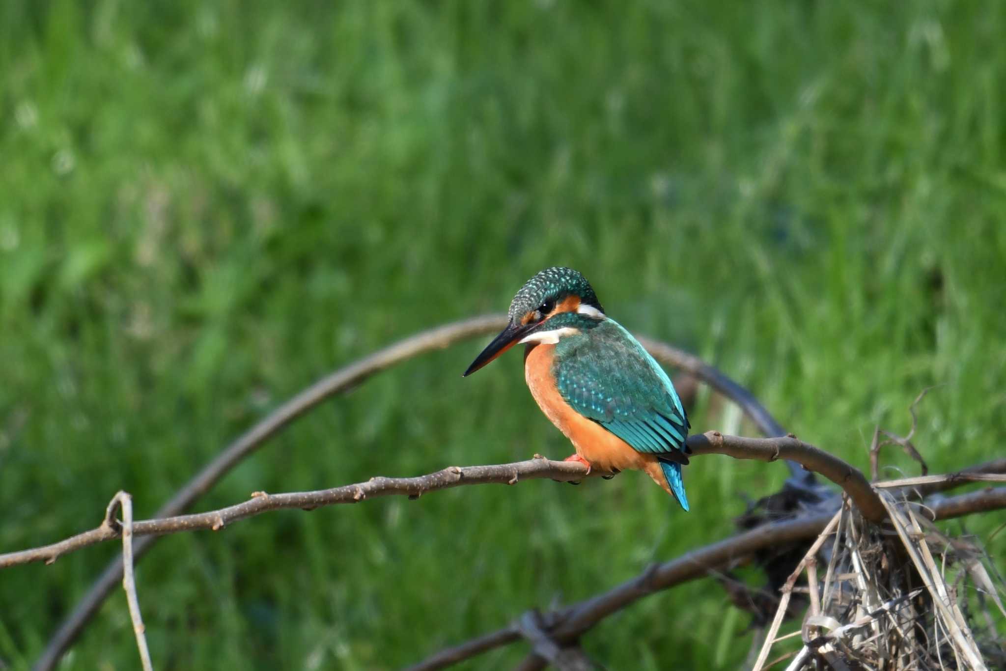 Common Kingfisher