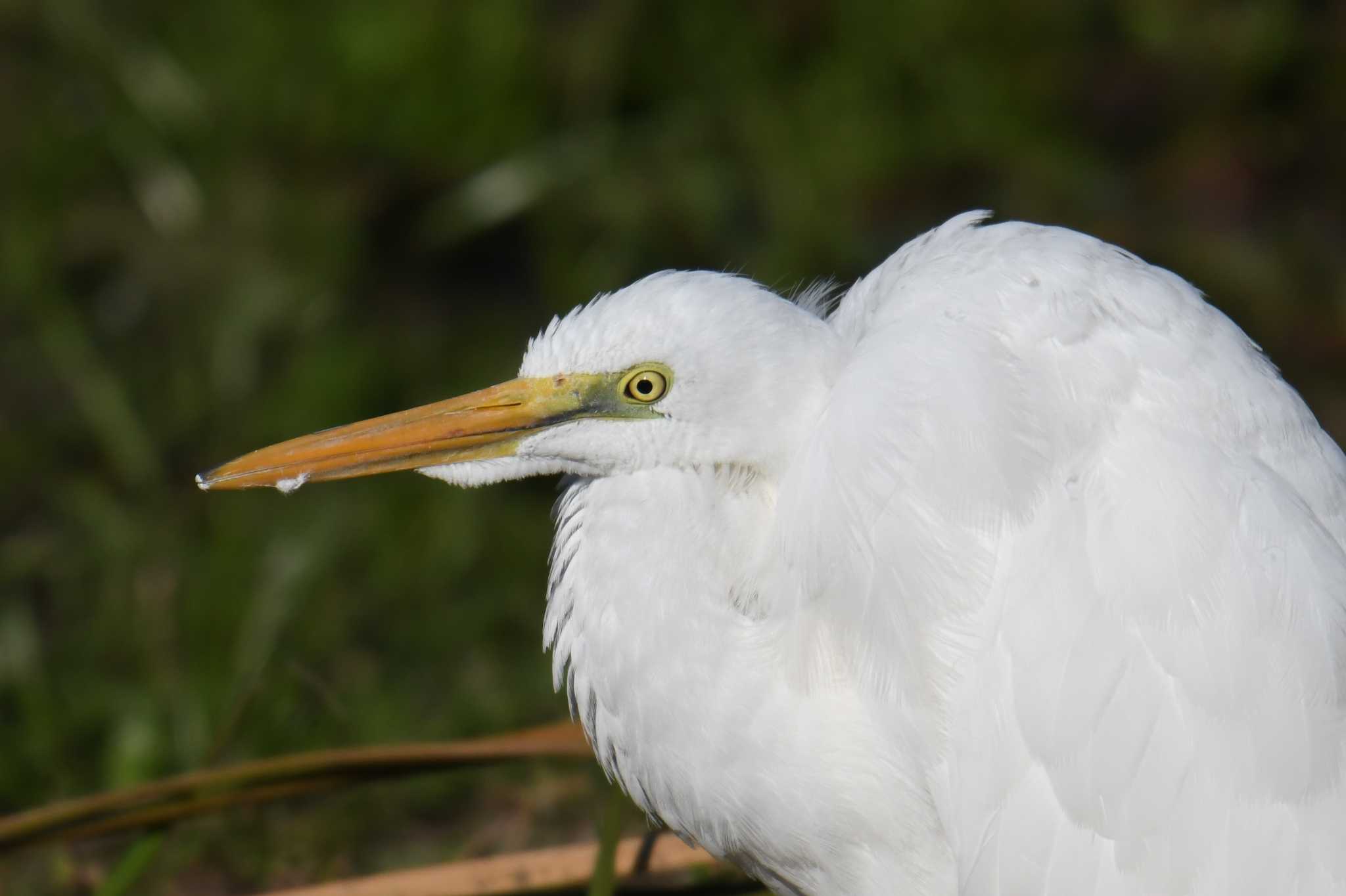 Great Egret