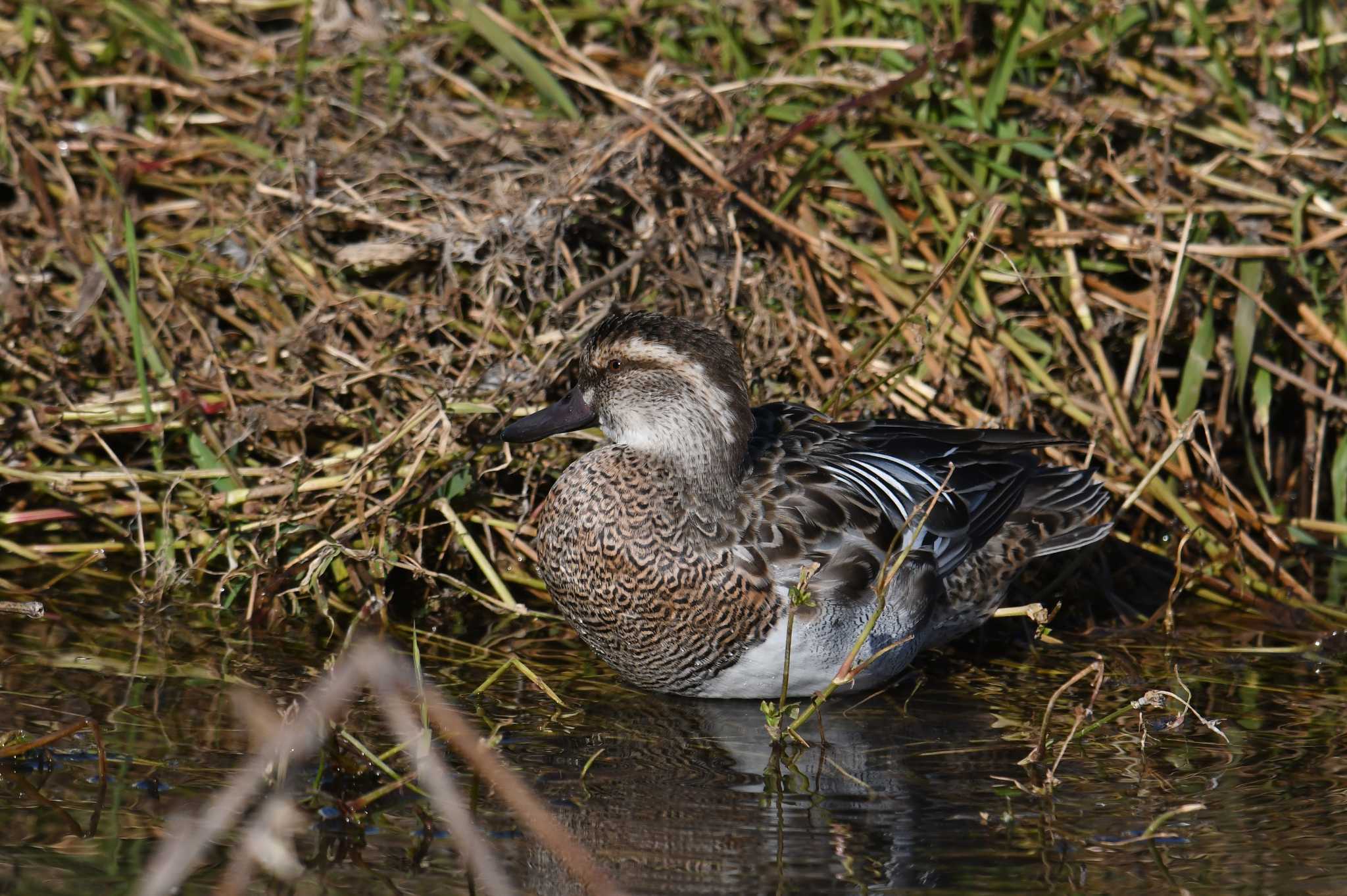 Garganey