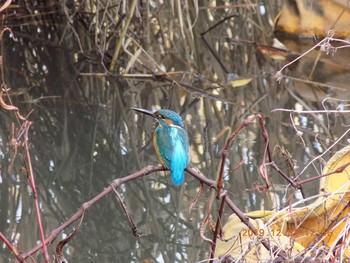 カワセミ 久喜菖蒲公園 2019年12月1日(日)