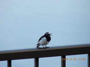 Japanese Wagtail 久喜菖蒲公園 Sun, 12/1/2019