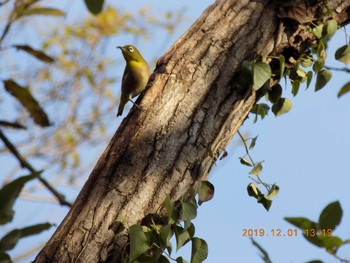 Warbling White-eye 久喜菖蒲公園 Sun, 12/1/2019