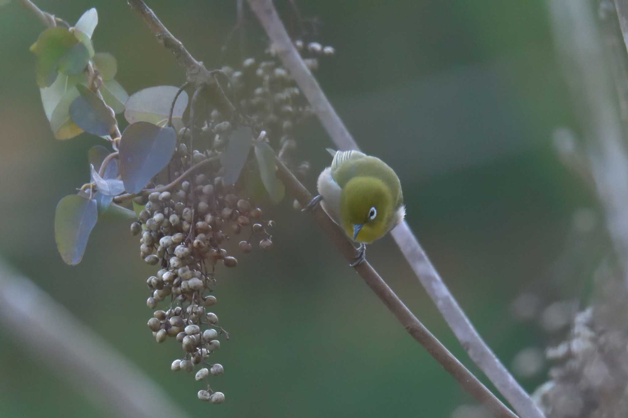 滋賀県甲賀市甲南町創造の森 メジロの写真 by masatsubo