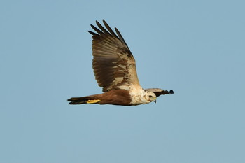 Eastern Marsh Harrier 稲敷市甘田干拓 Sun, 12/8/2019