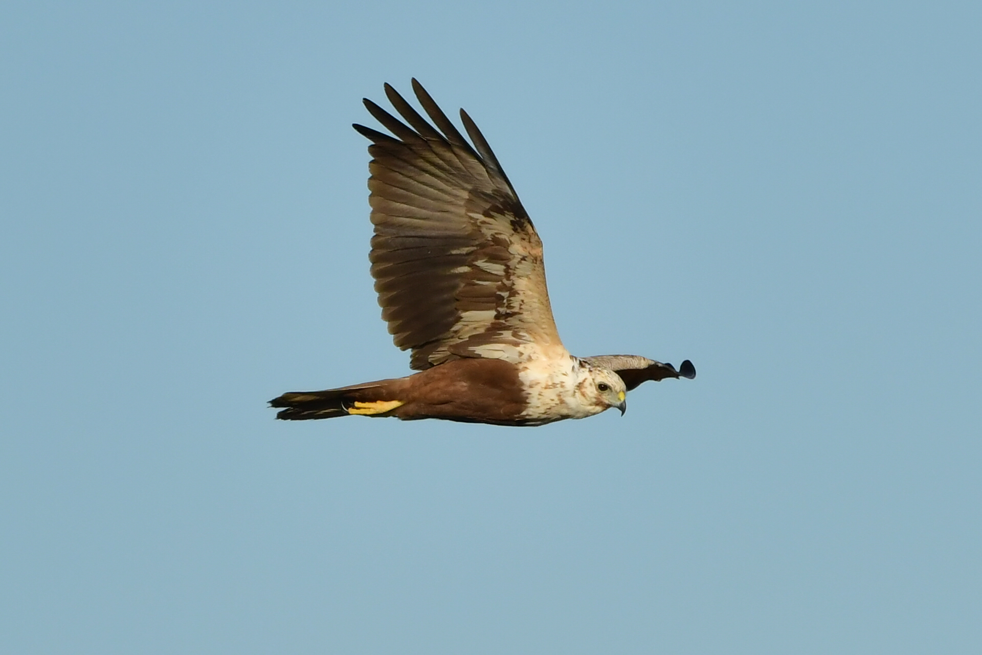 Photo of Eastern Marsh Harrier at 稲敷市甘田干拓 by つーちゃん