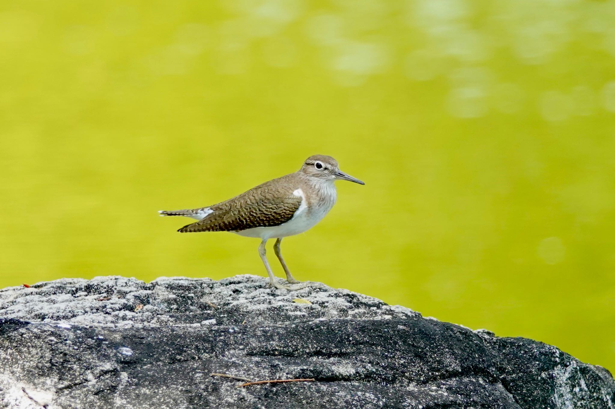 Common Sandpiper