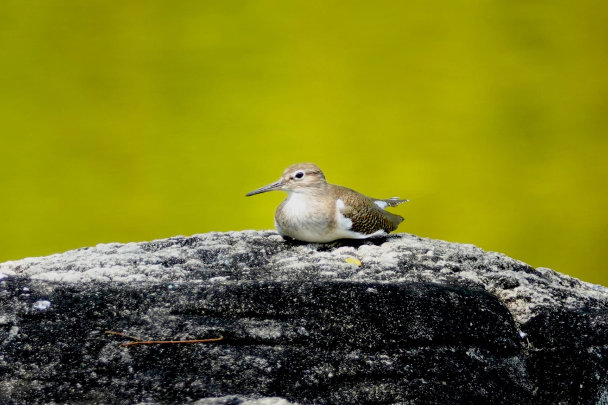 Common Sandpiper