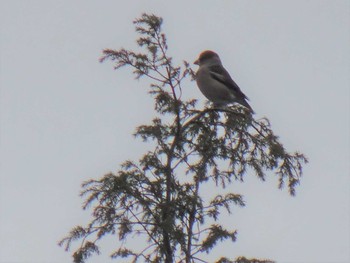 Sun, 12/8/2019 Birding report at Arima Fuji Park