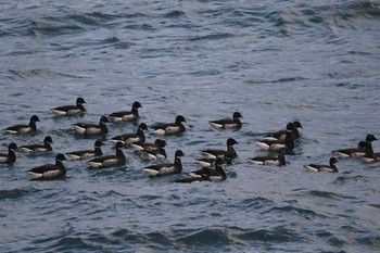 コクガン 北海道　函館市　銭亀海岸 2019年12月8日(日)