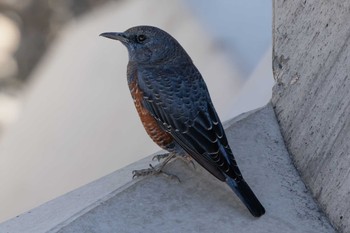 Blue Rock Thrush トリム広場 Sun, 12/8/2019