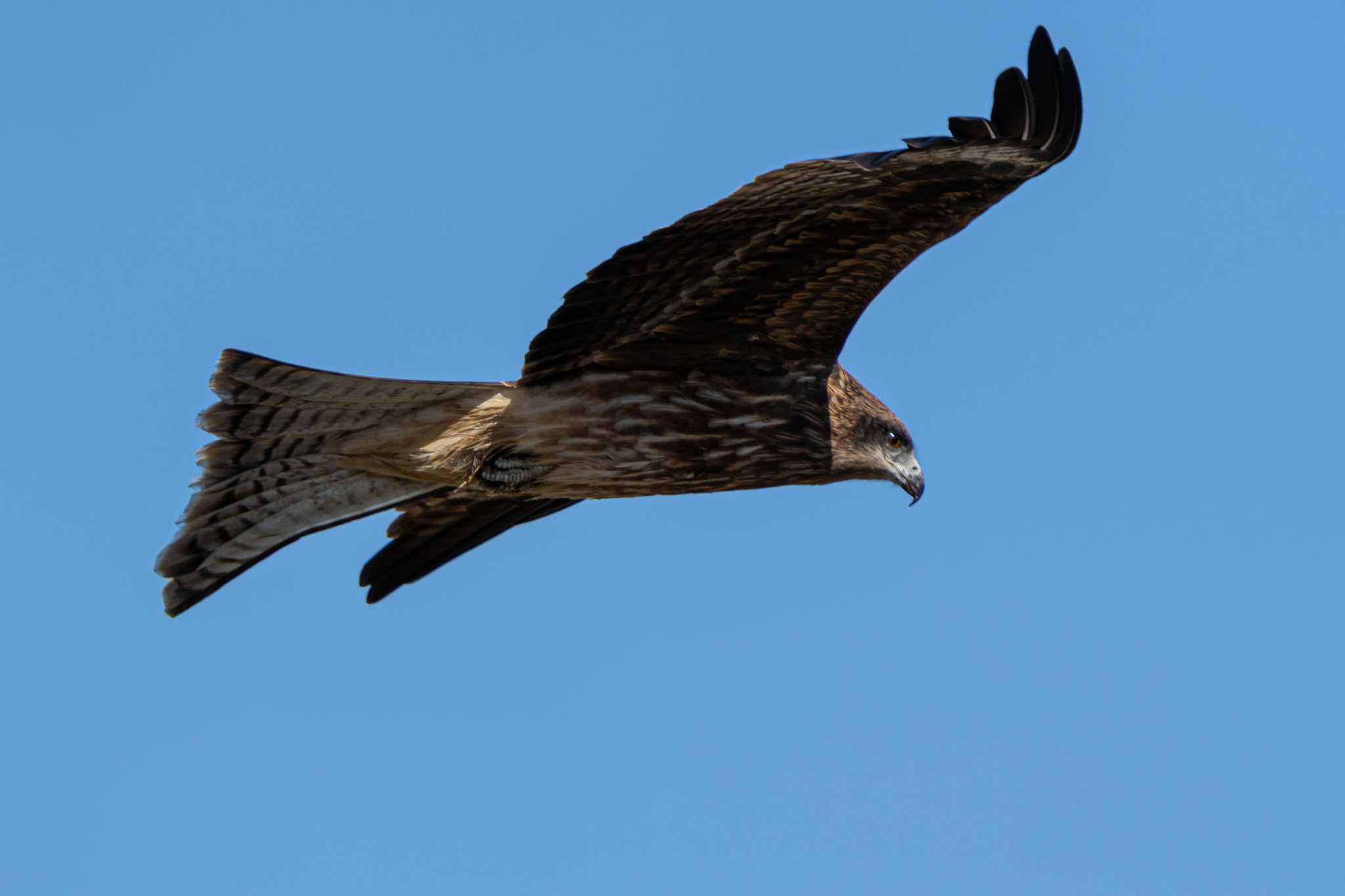 Photo of Black Kite at トリム広場 by ダグラス.H