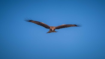 Black Kite トリム広場 Sun, 12/8/2019