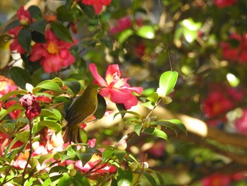 メジロ 佐鳴湖 2019年12月8日(日)