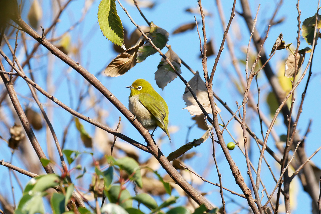 東京港野鳥公園 メジロの写真 by ぴくるす