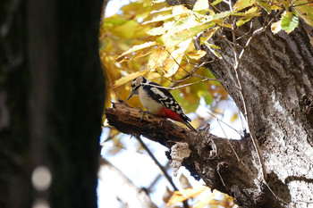 アカゲラ 水元公園 2019年12月8日(日)