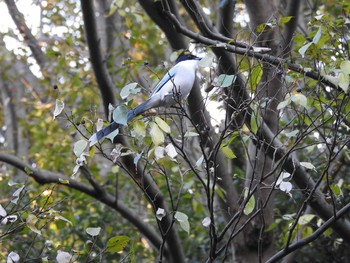 Azure-winged Magpie 泉の森公園 Sun, 12/8/2019