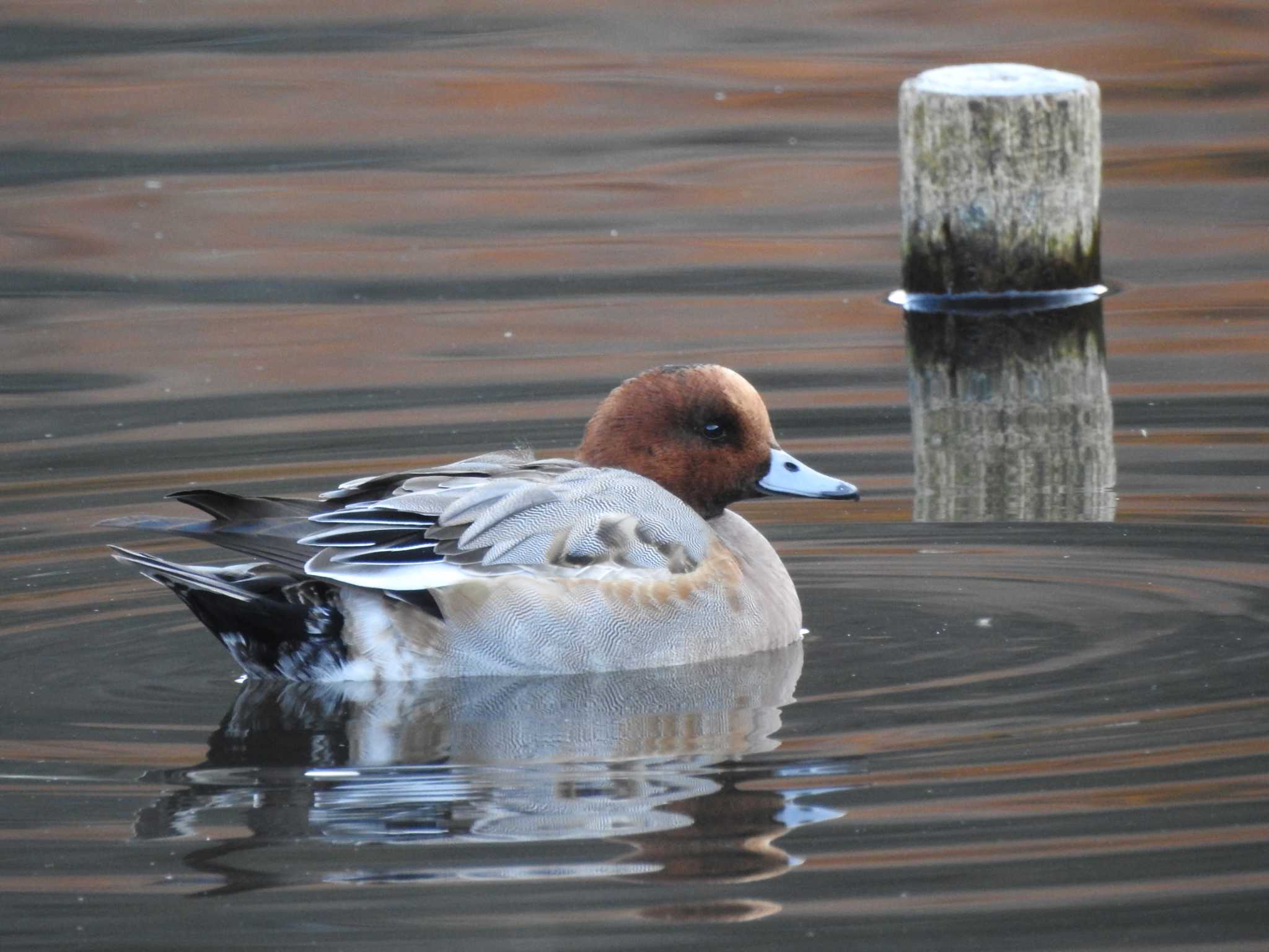 Photo of Eurasian Wigeon at 泉の森公園 by きよ