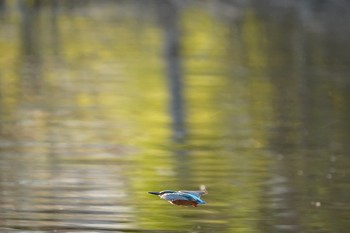 Common Kingfisher 埼玉県 Unknown Date