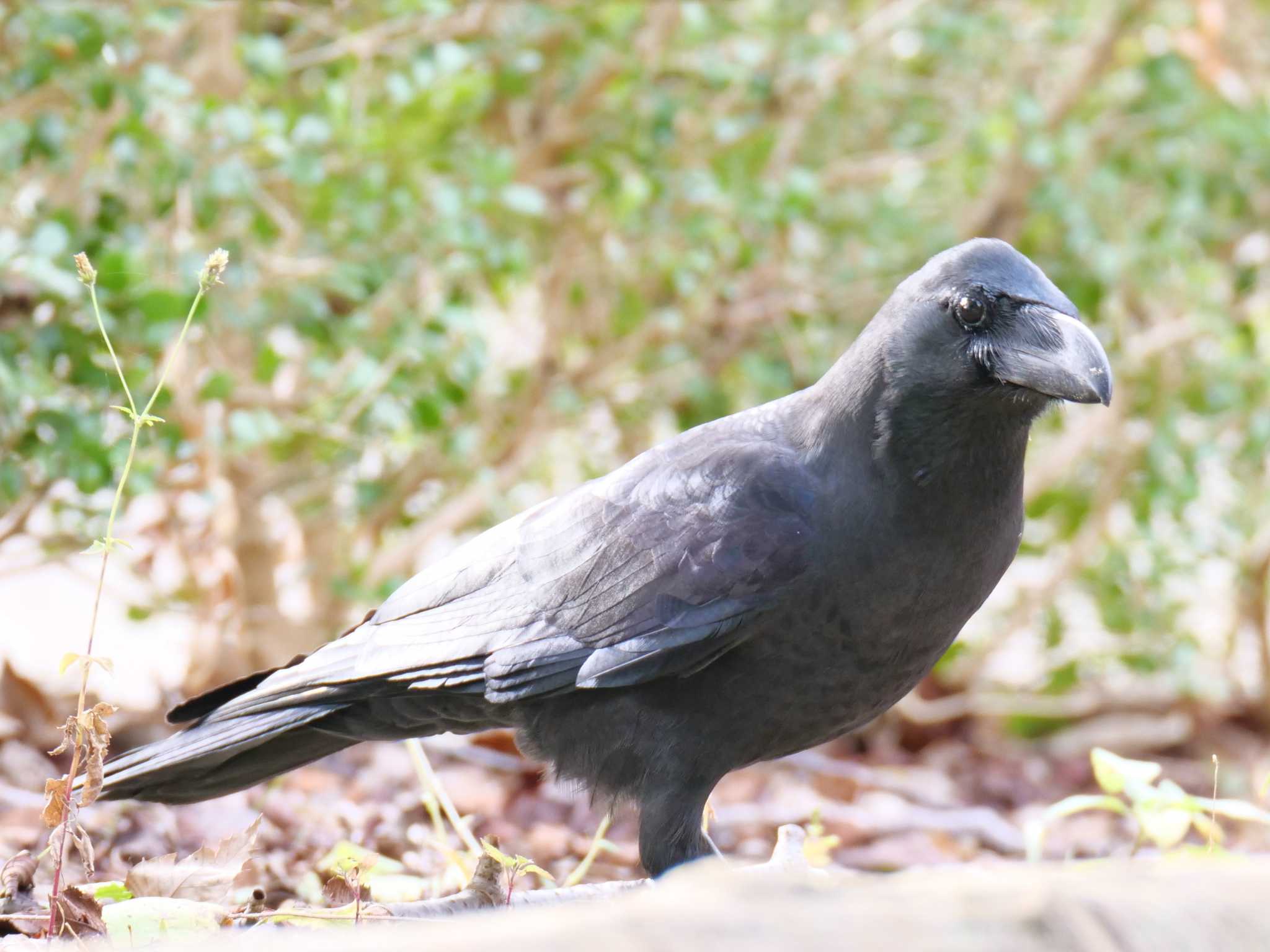 神戸市西区 ハシブトガラスの写真